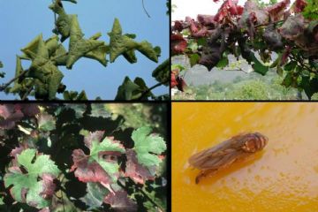 FLAVESCENZA DORATA - Comunicazioni e documentazione 2026 per i Comuni viticoli Provincia di Alessandria