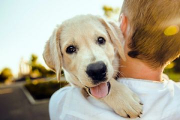 Divieto di tenere alla catena cani ed altri animali di affezione 